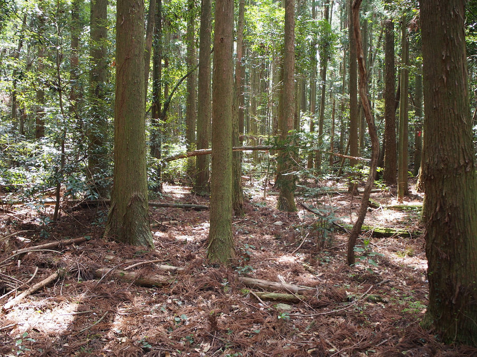 塔の岩190421.JPG