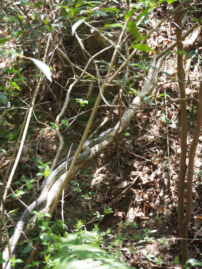 蕎麦ヶ岳190415.JPG