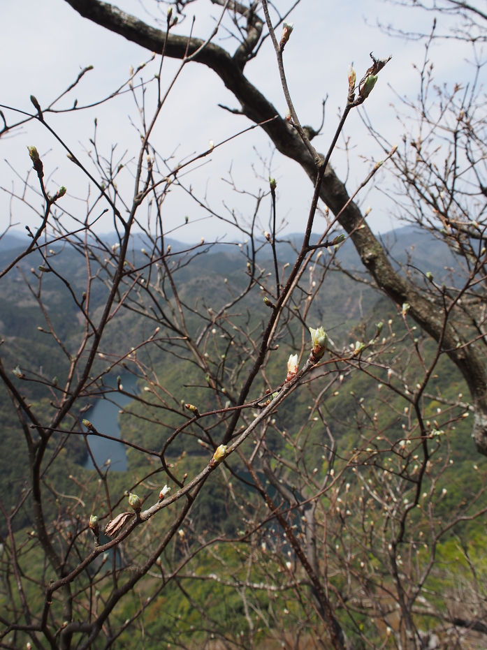 塔の岩190424.JPG