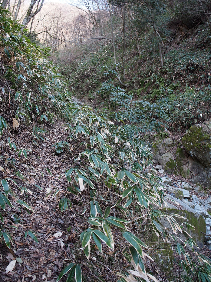 十種ヶ峰190113.JPG