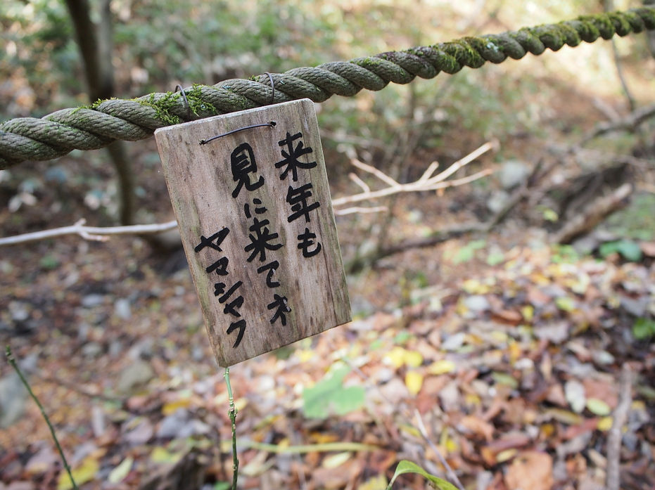 tokusa181106.JPG