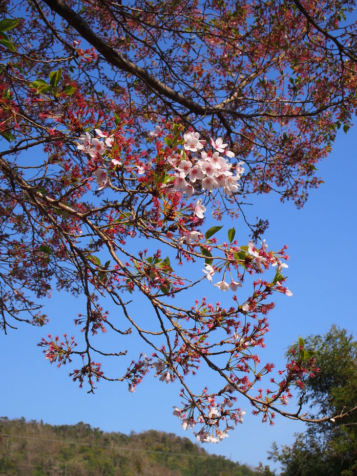 蕎麦ヶ岳190440.JPG
