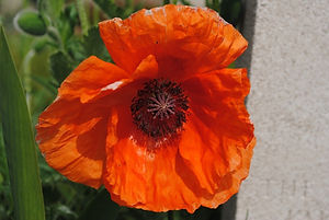 poppy.jpg