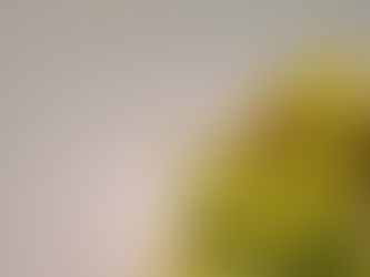 Comparing Mentorship Programs: What to Look For