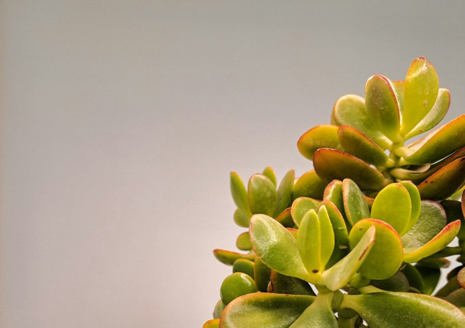 Comparing Mentorship Programs: What to Look For