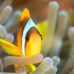 The Power of Visual Identity in Brand Recognition