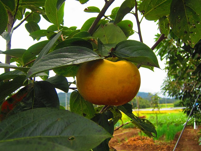 IMG_4652 - コピー