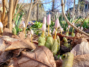 Local Wanderings: Spring