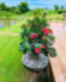 Desert Rose plant Adenium plant Desert Rose bonsai