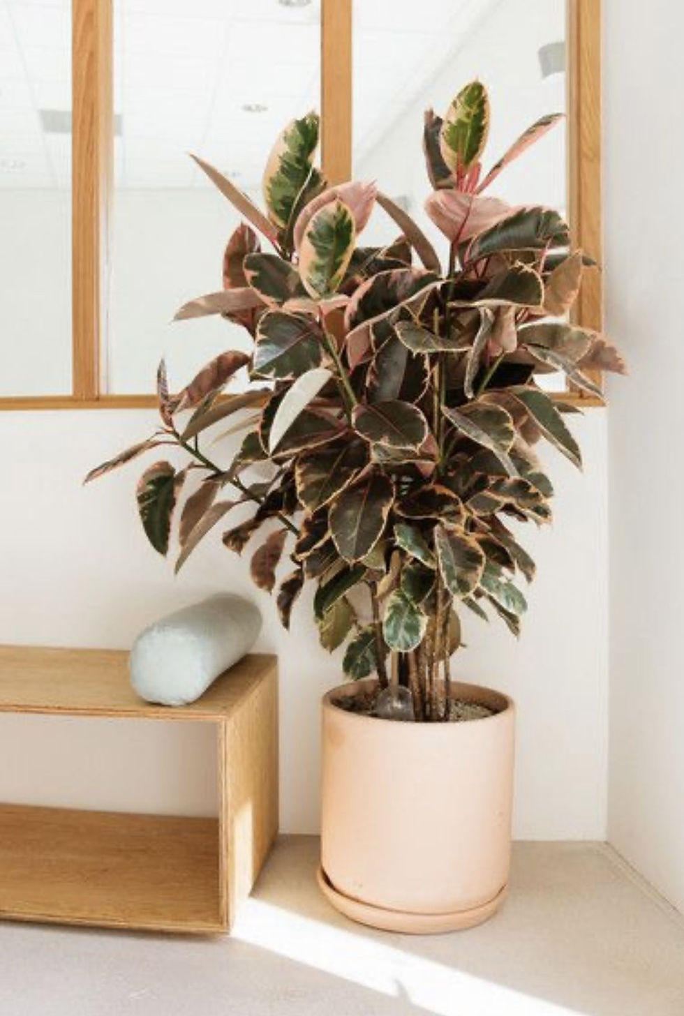 Ficus Ruby Plant, Variegated Rubber Plant, Ficus elastica Ruby, Indoor Pink Ficus, Rubber Plant with pink leaves,