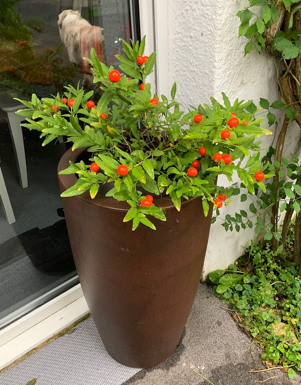 Winter Cherry Plant – Solanum pseudocapsicum in Berry