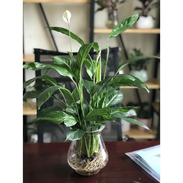 Lily Water Plant, Water Lily, Nymphaea, aquatic plants, pond plants, water garden plants, floating leaves, aquatic flowers, e