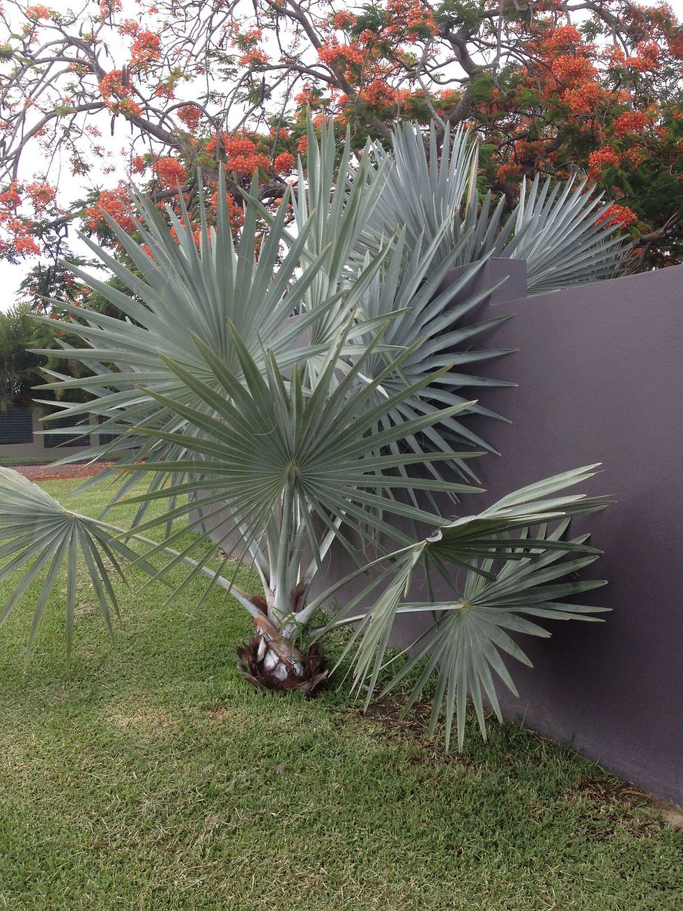 Close-up of silver-blue fan leaves on Bismarck Palm  Indoor Bismarck Palm in spacious room with bright natural light