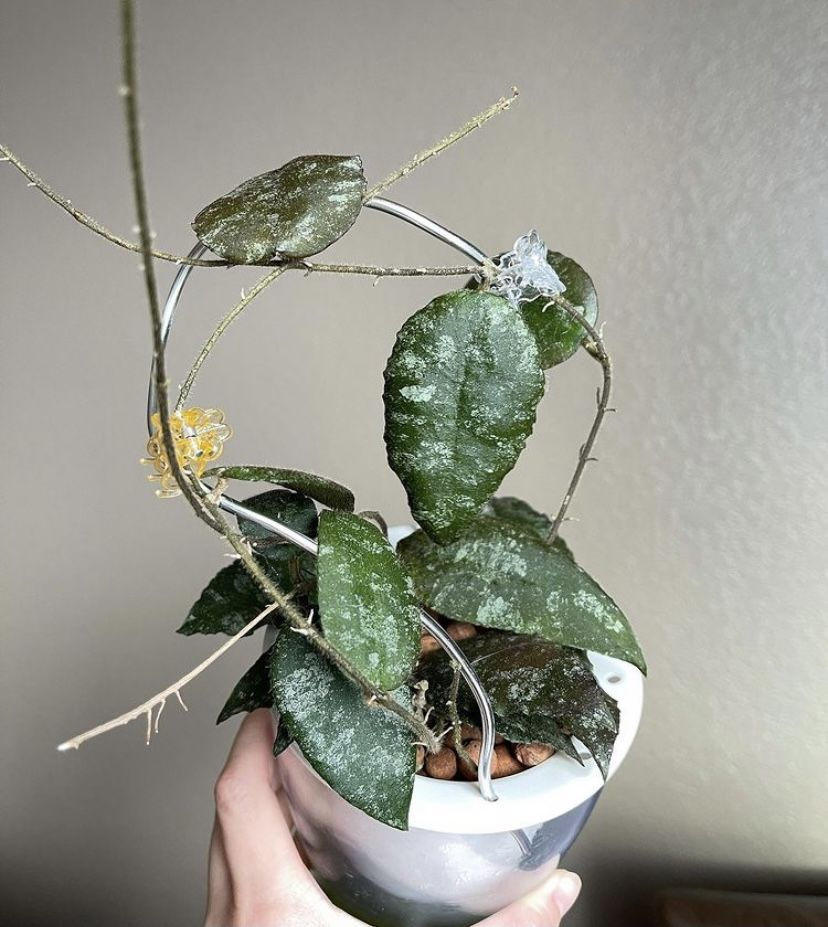 Close-up of Hoya Clemensiorum leaves showing dark green veins and thick texture, growing as a vining tropical houseplant from