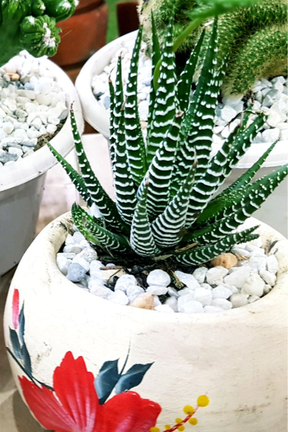 Succulent Plant for Desk  Haworthia fasciata UAE  Decorative Succulent  Easy Care Indoor Plant  Small Potted Succulent