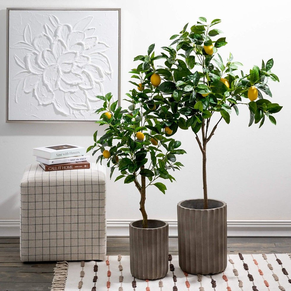 Compact lemon tree bearing fruit and white flowers  Indoor lemon plant with glossy leaves and citrus fruit