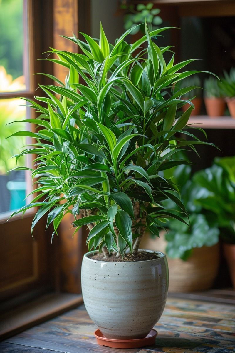 Dracaena Elegance Bushy with dense clusters of narrow green leaves in a decorative indoor pot