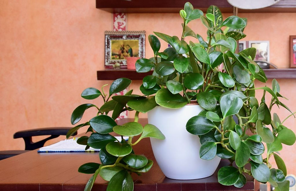 Compact Peperomia Obtusifolia houseplant with shiny green foliage in a decorative pot
