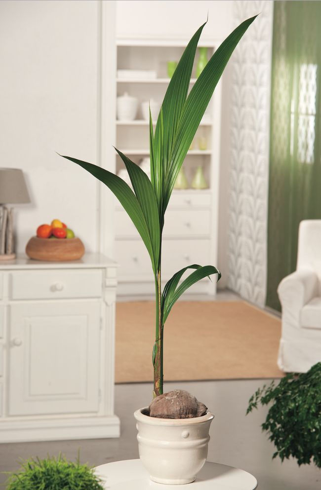 Coconut Plant Indoor Care  Mini Coconut Tree Indoor  Indoor Tropical Plant  Cocos Nucifera Potted