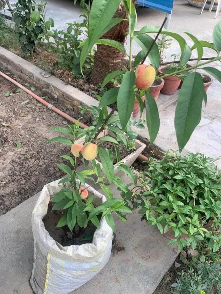 Peach Fruit Tree Peach Tree for Sale Fruit Bearing Peach Tree Prunus Persica Home Garden Peach Tree
