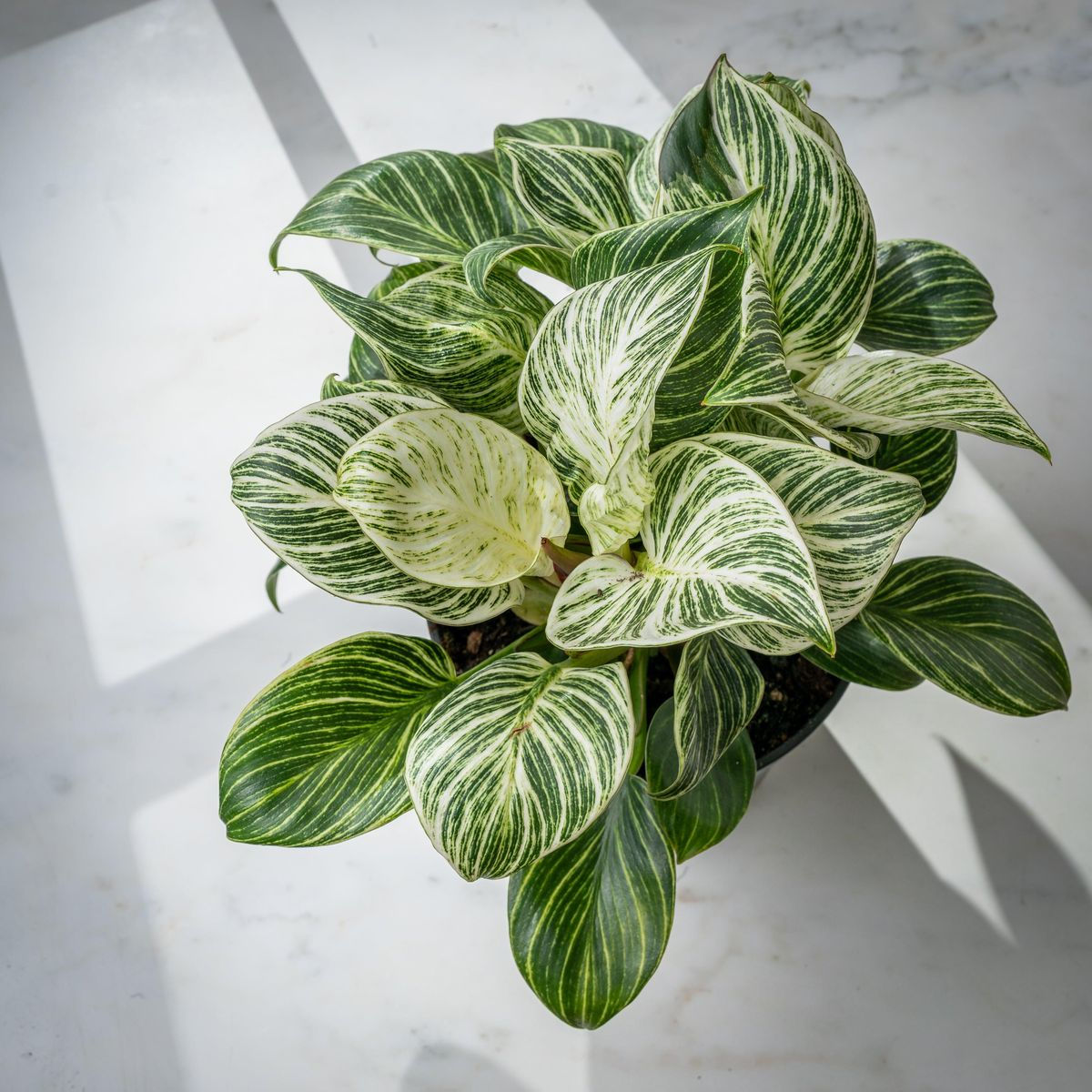 Stylish potted Philodendron Birkin houseplant  Decorative foliage plant Philodendron Birkin on desk or shelf