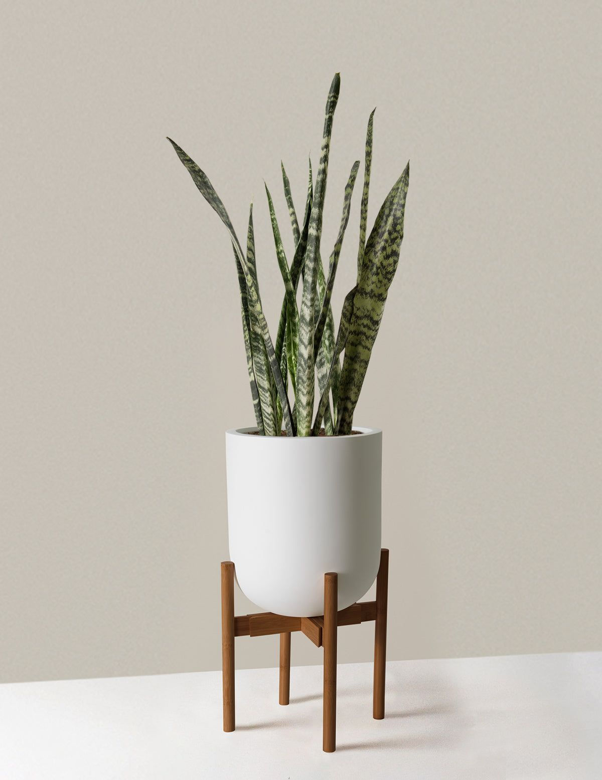 Sansevieria Trifasciata 'Black Coral' plant in a white pot with tall, dark green leaves featuring silver horizontal stripes,