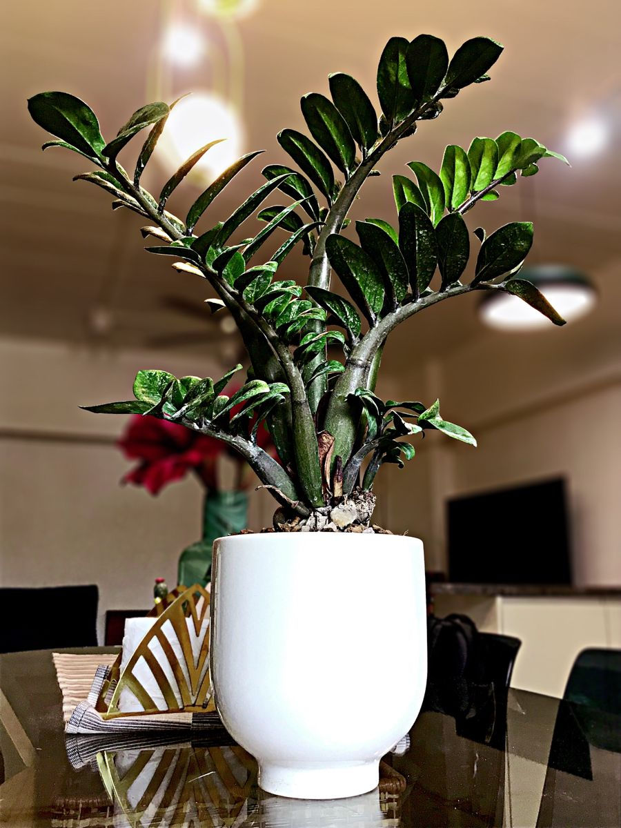 Zamioculcas zamiifolia ‘Zenzi’ compact ZZ plant with thick, glossy green leaflets in a small pot