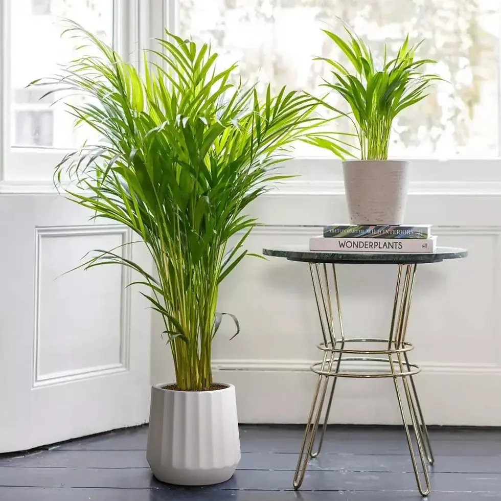 Areca Palm (Dypsis lutescens) from Holland with dense green fronds in an indoor decorative pot