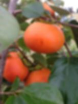 Persimmon tree care tips Diospyros virginiana harvest time Common Persimmon tree drought tolerant