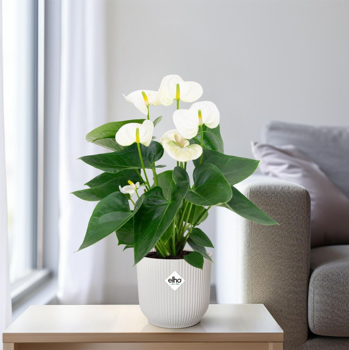 Brighten your space with graceful white blooms and glossy green leaves. Perfect for any indoor setting!