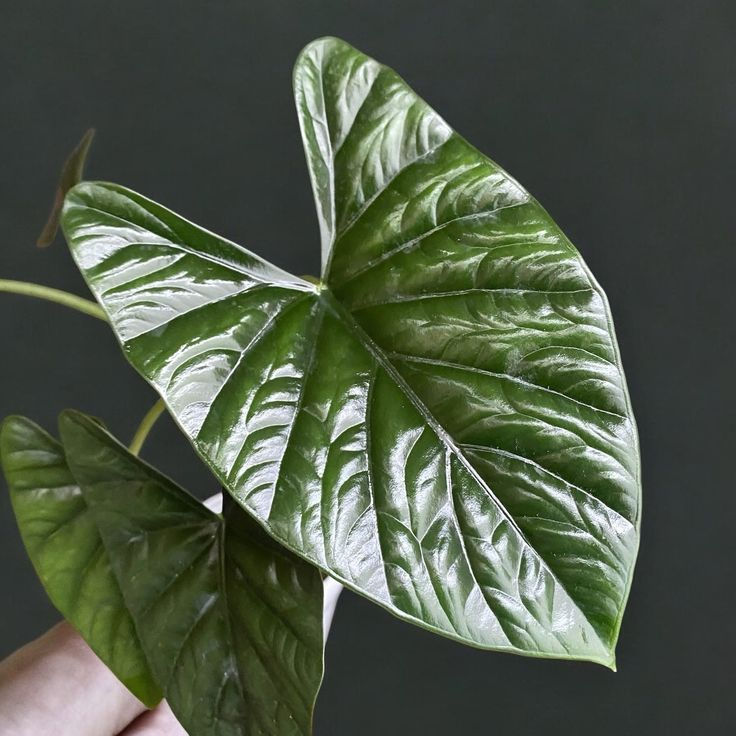 Thumbnail: Indoor Alocasia Lukiwan in decorative pot with bright indirect light  Bold Alocasia Lukiwan foliage plant in modern living ro