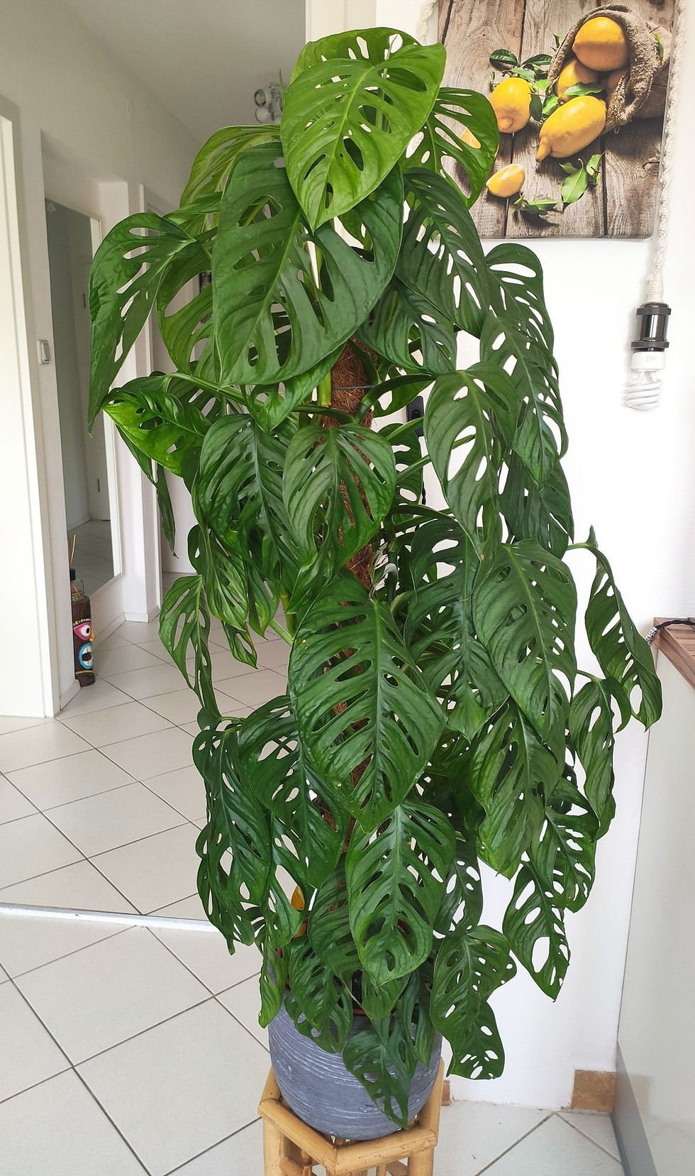Monstera adansonii plant climbing a moss pole with fenestrated green leaves, placed in a decorative indoor pot