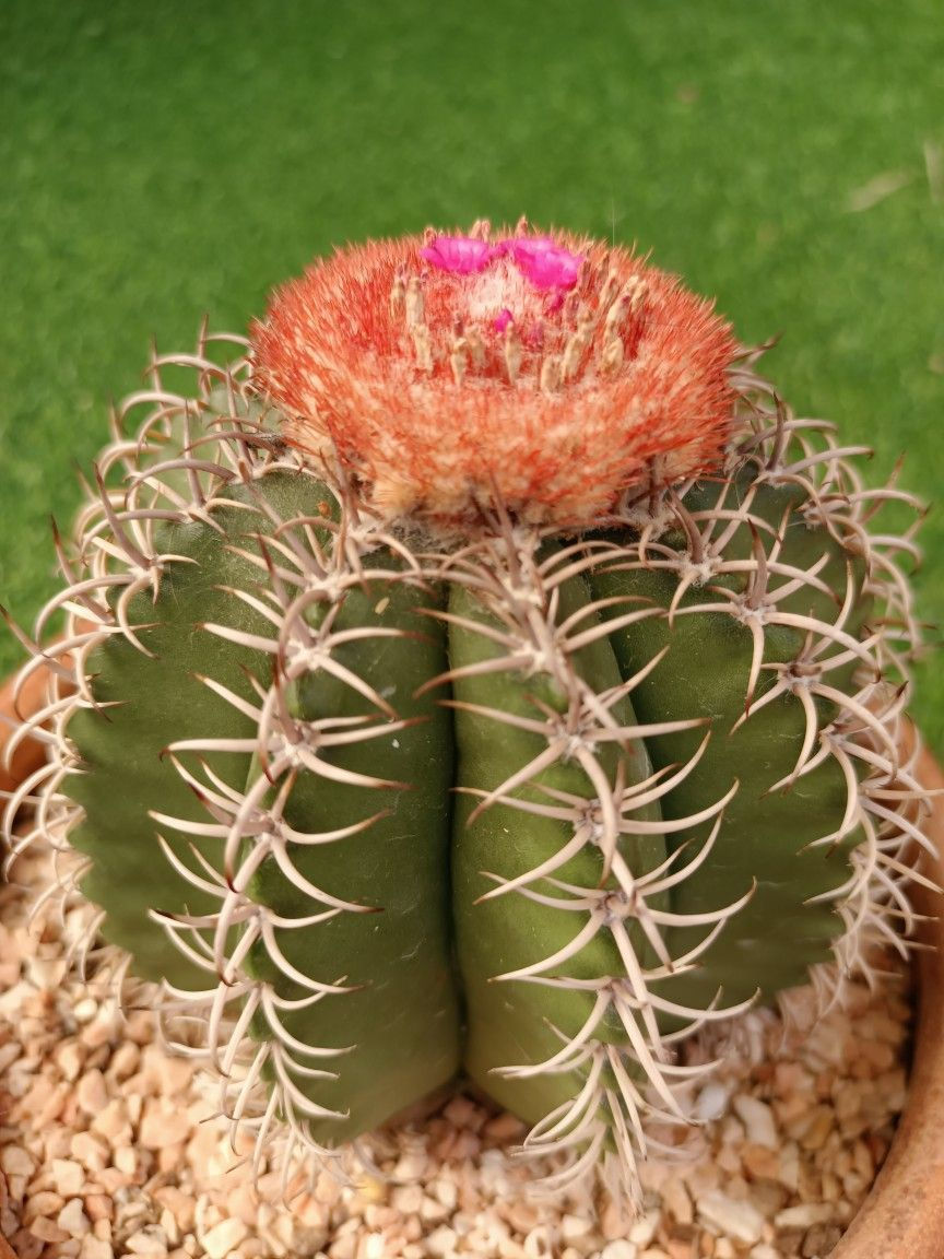 Melocactus Matanzanus showing rounded ribbed body with reddish woolly cephalium on top
