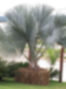 Large Bismarck Palm (Bismarckia nobilis) with silver-blue fan leaves planted in an outdoor tropical garden setting