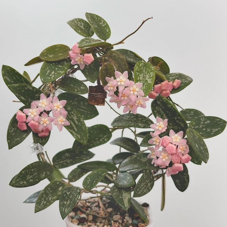 Hoya 'Chouke' plant with striking dark green veined leaves and pinkish star-shaped flowers in a decorative pot