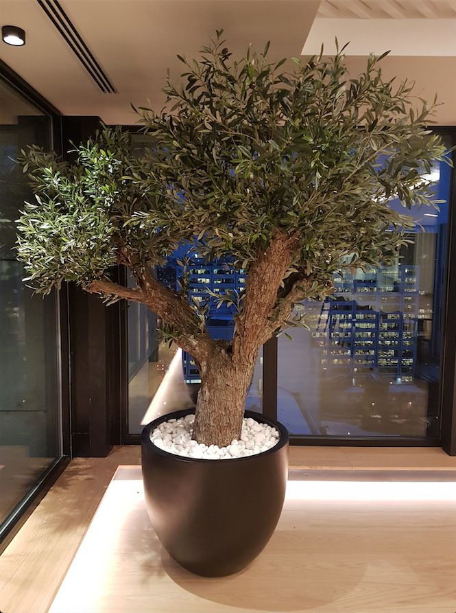 Thumbnail: Mature olive tree with thick old twisted trunk and silvery leaves  Rustic olive tree trunk close-up in garden setting