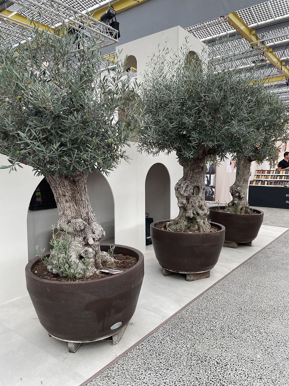 Olive Tree with Old Gnarled Trunk