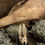 Thumbnail: grimmalkin cold porcelaine sculpture cat ghost