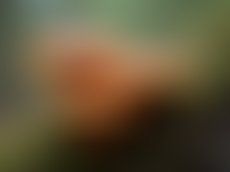 The SkinCare Power of Reishi Mushrooms