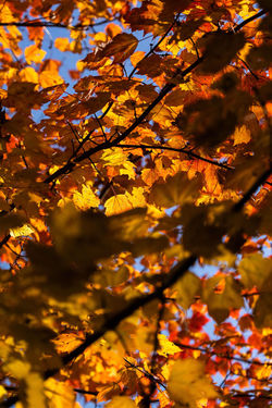 Amber Hues