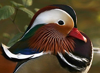 Mandarin Head
