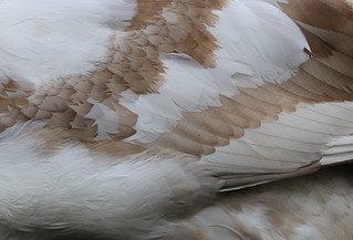 Only just a cygnet