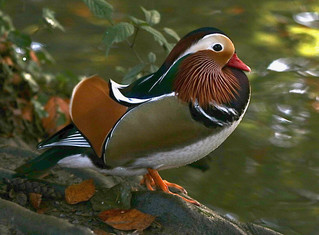 Mandarin Duck