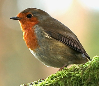 Robin
