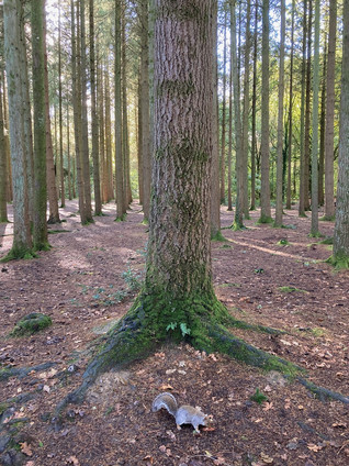 If you go down to the woods ...