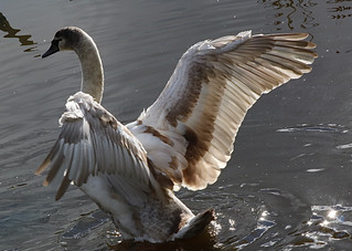 Flapper