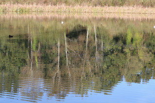 Reflections