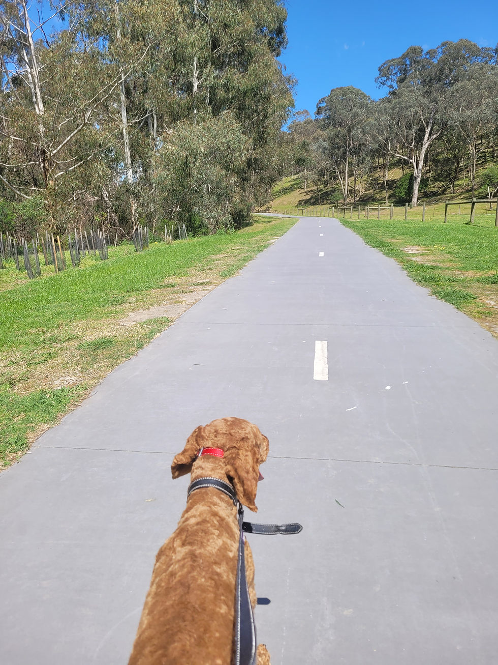 Walking my dog on the Diamond Creek Trail