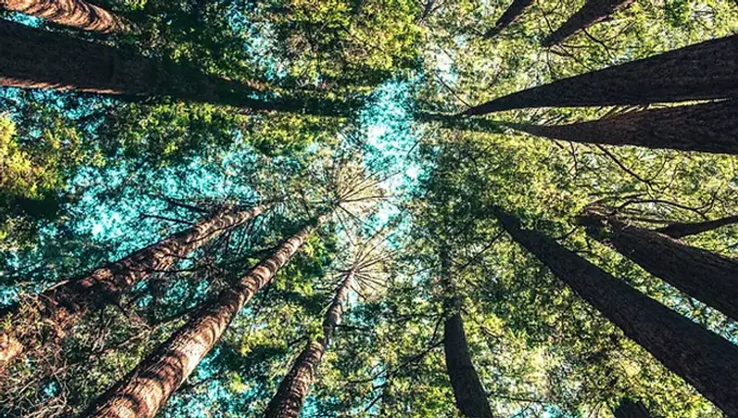 Radiant - Heart Harmony & Integral Sound Therapy