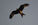 Red Kite in the morning